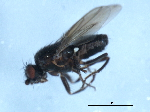  ( - 09PROBE-JW0735)  @13 [ ] CreativeCommons - Attribution (2010) CBG Photography Group Centre for Biodiversity Genomics