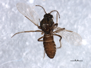  ( - 09PROBE-JW1239)  @13 [ ] CreativeCommons - Attribution (2010) CBG Photography Group Centre for Biodiversity Genomics