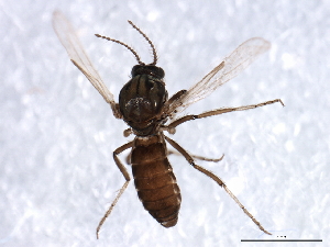  ( - 09PROBE-JW1241)  @13 [ ] CreativeCommons - Attribution (2010) CBG Photography Group Centre for Biodiversity Genomics