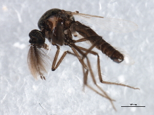  ( - 09PROBE-JW1193)  @13 [ ] CreativeCommons - Attribution (2010) CBG Photography Group Centre for Biodiversity Genomics