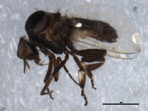  ( - 09PROBE-JW1284)  @13 [ ] CreativeCommons - Attribution (2010) CBG Photography Group Centre for Biodiversity Genomics