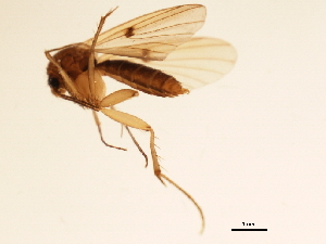  (Mycetophila sp. CJB6 - 09PROBE-JW0961)  @13 [ ] CreativeCommons - Attribution (2010) CBG Photography Group Centre for Biodiversity Genomics