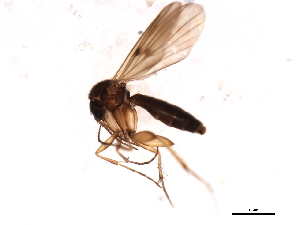  (Mycetophila sp. CJB4 - 09PROBE-JW1082)  @13 [ ] CreativeCommons - Attribution (2010) CBG Photography Group Centre for Biodiversity Genomics