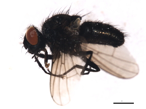  ( - 09PROBE-JW1131)  @14 [ ] CreativeCommons - Attribution (2010) CBG Photography Group Centre for Biodiversity Genomics
