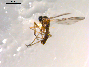  ( - 10PROBE-07512)  @12 [ ] CreativeCommons - Attribution (2011) CBG Photography Group Centre for Biodiversity Genomics