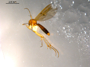  ( - 10PROBE-07517)  @12 [ ] CreativeCommons - Attribution (2011) CBG Photography Group Centre for Biodiversity Genomics