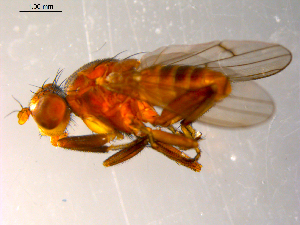  ( - 10PROBE-07545)  @12 [ ] CreativeCommons - Attribution (2011) CBG Photography Group Centre for Biodiversity Genomics