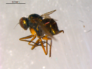  ( - 10PROBE-08747)  @12 [ ] CreativeCommons - Attribution (2011) CBG Photography Group Centre for Biodiversity Genomics