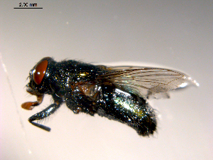  ( - 10PROBE-08754)  @13 [ ] CreativeCommons - Attribution (2011) CBG Photography Group Centre for Biodiversity Genomics