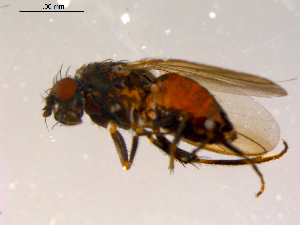  ( - 10PROBE-08819)  @12 [ ] CreativeCommons - Attribution (2011) CBG Photography Group Centre for Biodiversity Genomics