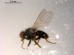  ( - 10PROBE-08846)  @13 [ ] CreativeCommons - Attribution (2011) CBG Photography Group Centre for Biodiversity Genomics