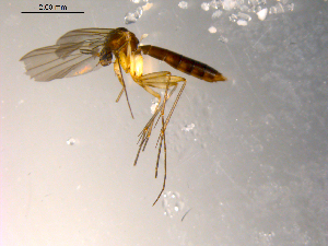  ( - 10PROBE-08852)  @12 [ ] CreativeCommons - Attribution (2011) CBG Photography Group Centre for Biodiversity Genomics