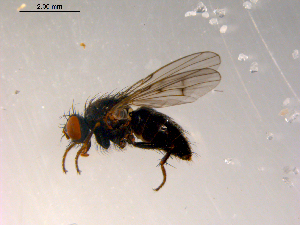  ( - 10PROBE-08880)  @13 [ ] CreativeCommons - Attribution (2011) CBG Photography Group Centre for Biodiversity Genomics