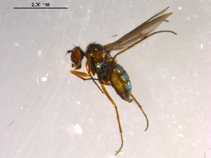  ( - 10PROBE-08922)  @12 [ ] CreativeCommons - Attribution (2011) CBG Photography Group Centre for Biodiversity Genomics