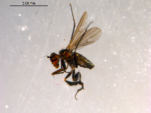  ( - 10PROBE-08925)  @12 [ ] CreativeCommons - Attribution (2011) CBG Photography Group Centre for Biodiversity Genomics