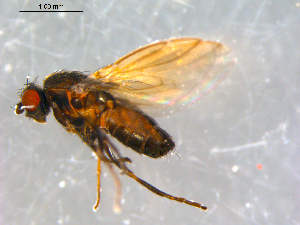 ( - 10PROBE-08931)  @13 [ ] CreativeCommons - Attribution (2011) CBG Photography Group Centre for Biodiversity Genomics