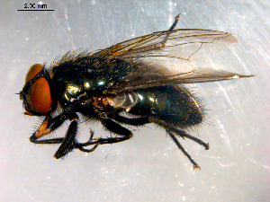 ( - 10PROBE-08945)  @13 [ ] CreativeCommons - Attribution (2011) CBG Photography Group Centre for Biodiversity Genomics