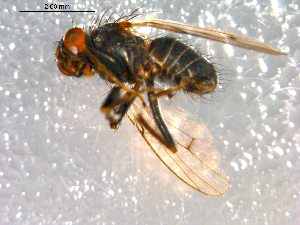  ( - 10PROBE-08954)  @13 [ ] CreativeCommons - Attribution (2011) CBG Photography Group Centre for Biodiversity Genomics