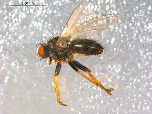  ( - 10PROBE-08957)  @13 [ ] CreativeCommons - Attribution (2011) CBG Photography Group Centre for Biodiversity Genomics