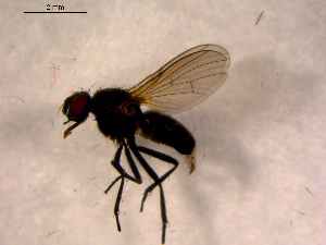  ( - 10PROBE-08994)  @12 [ ] CreativeCommons - Attribution (2011) CBG Photography Group Centre for Biodiversity Genomics