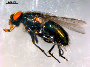  ( - 10PROBE-09016)  @13 [ ] CreativeCommons - Attribution (2011) CBG Photography Group Centre for Biodiversity Genomics