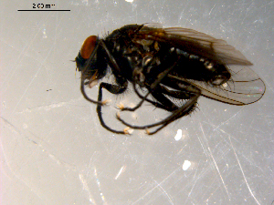  ( - 10PROBE-09687)  @13 [ ] CreativeCommons - Attribution (2011) CBG Photography Group Centre for Biodiversity Genomics