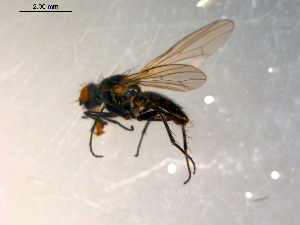  ( - 10PROBE-09707)  @13 [ ] CreativeCommons - Attribution (2011) CBG Photography Group Centre for Biodiversity Genomics