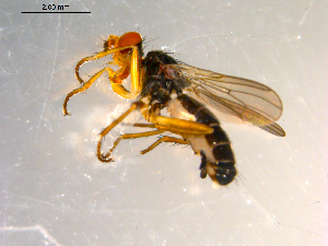  ( - 10PROBE-09733)  @12 [ ] CreativeCommons - Attribution (2011) CBG Photography Group Centre for Biodiversity Genomics