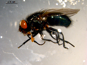  ( - 10PROBE-09765)  @13 [ ] CreativeCommons - Attribution (2011) CBG Photography Group Centre for Biodiversity Genomics