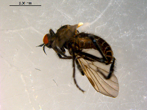  (Rhamphomyia sp. BJS6 - 10PROBE-09816)  @12 [ ] CC-0 (2011) CBG Photography Group Centre for Biodiversity Genomics