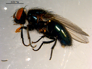  ( - 10PROBE-09862)  @13 [ ] CreativeCommons - Attribution (2011) CBG Photography Group Centre for Biodiversity Genomics