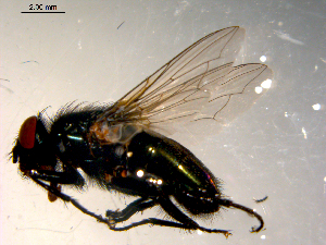  ( - 10PROBE-09863)  @13 [ ] CreativeCommons - Attribution (2011) CBG Photography Group Centre for Biodiversity Genomics