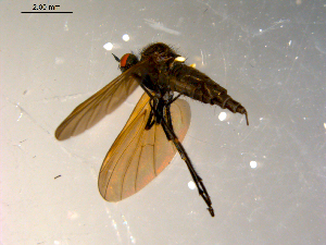  ( - 10PROBE-09866)  @12 [ ] CreativeCommons - Attribution (2011) CBG Photography Group Centre for Biodiversity Genomics