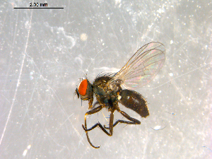  ( - 10PROBE-09884)  @13 [ ] CreativeCommons - Attribution (2011) CBG Photography Group Centre for Biodiversity Genomics