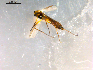  ( - 10PROBE-09919)  @12 [ ] CreativeCommons - Attribution (2011) CBG Photography Group Centre for Biodiversity Genomics