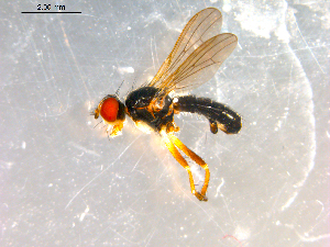  ( - 10PROBE-09934)  @12 [ ] CreativeCommons - Attribution (2011) CBG Photography Group Centre for Biodiversity Genomics