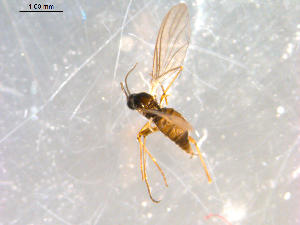  ( - 10PROBE-09937)  @12 [ ] CreativeCommons - Attribution (2011) CBG Photography Group Centre for Biodiversity Genomics