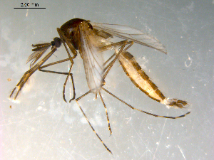  ( - 10PROBE-09985)  @13 [ ] CreativeCommons - Attribution (2011) CBG Photography Group Centre for Biodiversity Genomics