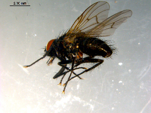  ( - 10PROBE-10050)  @13 [ ] CreativeCommons - Attribution (2011) CBG Photography Group Centre for Biodiversity Genomics