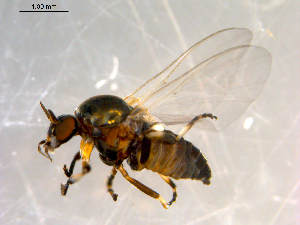  ( - 10PROBE-10093)  @13 [ ] CreativeCommons - Attribution (2011) CBG Photography Group Centre for Biodiversity Genomics