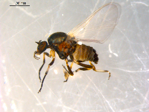  ( - 10PROBE-10094)  @13 [ ] CreativeCommons - Attribution (2011) CBG Photography Group Centre for Biodiversity Genomics