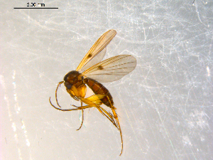  ( - 10PROBE-10131)  @13 [ ] CreativeCommons - Attribution (2011) CBG Photography Group Centre for Biodiversity Genomics