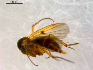  ( - 10PROBE-10132)  @12 [ ] CreativeCommons - Attribution (2011) CBG Photography Group Centre for Biodiversity Genomics