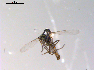  ( - 10PROBE-10236)  @13 [ ] CreativeCommons - Attribution (2011) CBG Photography Group Centre for Biodiversity Genomics
