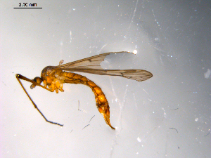  ( - 10PROBE-10251)  @13 [ ] CreativeCommons - Attribution (2011) CBG Photography Group Centre for Biodiversity Genomics