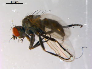  ( - 10PROBE-10270)  @13 [ ] CreativeCommons - Attribution (2011) CBG Photography Group Centre for Biodiversity Genomics
