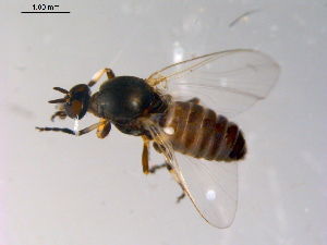  ( - 10PROBE-10294)  @13 [ ] CreativeCommons - Attribution (2011) CBG Photography Group Centre for Biodiversity Genomics