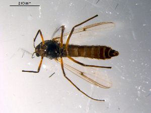  ( - 10PROBE-10321)  @12 [ ] CreativeCommons - Attribution (2011) CBG Photography Group Centre for Biodiversity Genomics