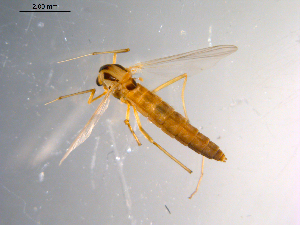  ( - 10PROBE-10365)  @13 [ ] CreativeCommons - Attribution (2011) CBG Photography Group Centre for Biodiversity Genomics