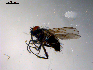  ( - 10PROBE-10391)  @13 [ ] CreativeCommons - Attribution (2011) CBG Photography Group Centre for Biodiversity Genomics